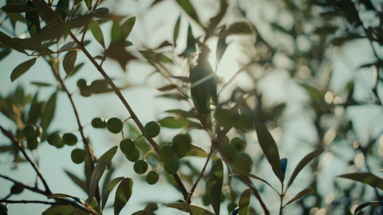 Montage 8 min_01_01_25_06